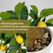 15.7" Artificial Lemon Tree in Blue and White Pot, Small Faux Potted Citrus Plant with Realistic Lemons for Indoor Home Décor—Perfect for Office, Living Room Table, Desk, or Shelf Decoration